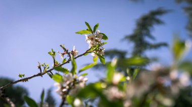 Badem ağacı, İspanya 'nın Madrid şehrinde, Quinta de los Molinos parkında, mavi gökyüzünde çiçek açar. Bahar konsepti.