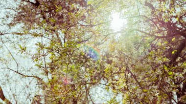 Ağacın dallarının altından arka planda beyaz çiçekler olan güneşten yansıyan görüntüyü izle. Bahar kavramı.
