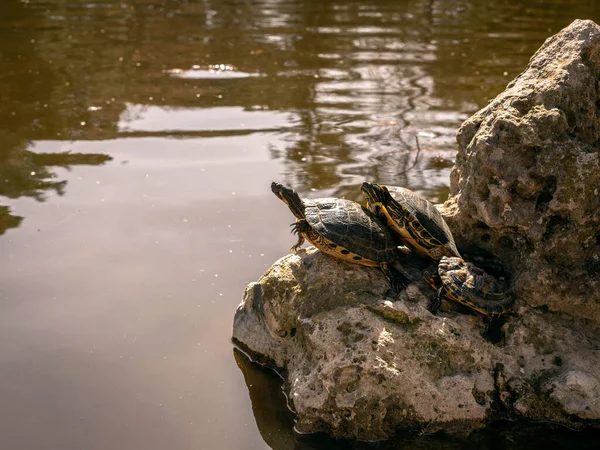 Turtles sleeping on their hind legs on top of some rocks in a pond in the park of Quinta de los Molinos, Madrid, Spain. Concept of nature.