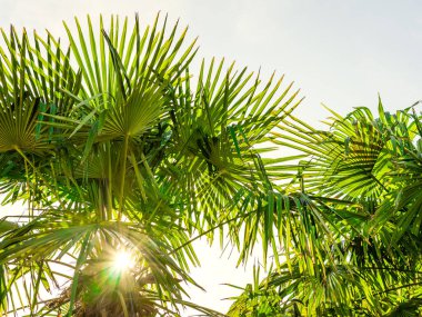 Güneşli bir günde yaprakların arasından yıldız şeklinde geçen güneş ışığı olan avuçlar. Beyaz arka plan. Yaz konsepti.