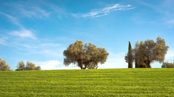 Madrid 'deki Juan Carlos I Park' ta güneşli bir gün, mavi gökyüzü. Tatil kavramı.