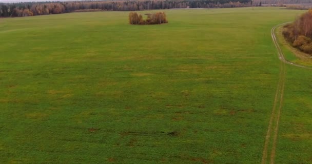 Летит Дрон Над Скошенным Зеленым Полем После Сбора Урожая Осенью — стоковое видео