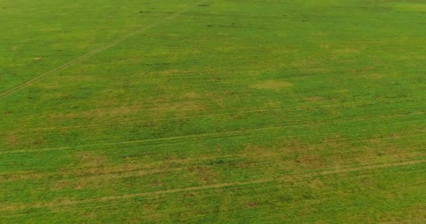 Volar Dron Sobre Campo Verde Biselado Después Cosecha Otoño Vista — Vídeos de Stock