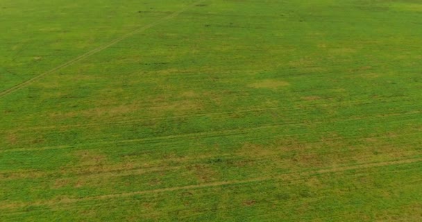 Flyger Drönare Över Ett Fasat Grönt Fält Efter Skörd Hösten — Stockvideo