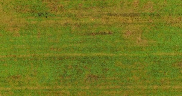 秋に収穫した後 砂利の緑のフィールドの上にドローンを飛んでいます 空中展望パノラマ — ストック動画