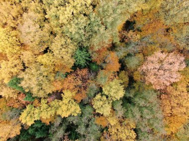 Altın sonbahar ormanının havadan görünüşü. Manzaranın güzel manzarası 