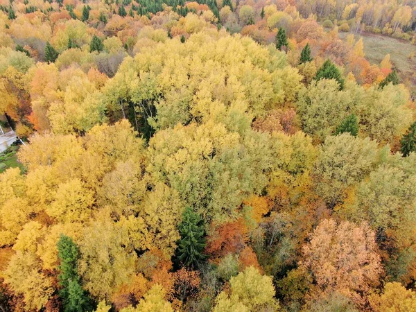 Vista aérea da floresta dourada do outono. Belo panorama da paisagem — Fotografia de Stock
