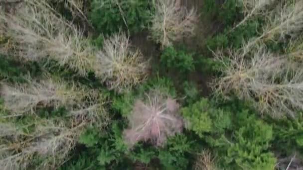 在秋天的森林里 4K的空中俯瞰着落叶的树木 从无人机上发射的 摄像机朝下看 — 图库视频影像