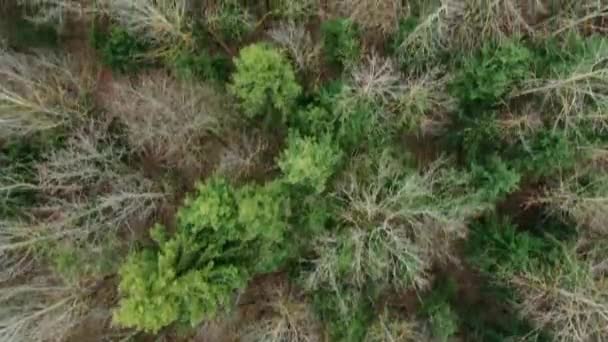 Uitzicht Vanuit Lucht Bomen Met Omgevallen Bladeren Het Herfstbos Schieten — Stockvideo