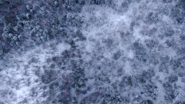 Kış ormanlarının güzel panoramik manzarası