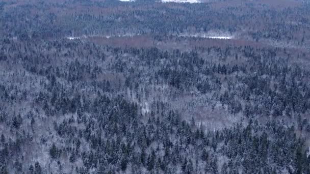 Bela paisagem panorâmica da floresta de inverno — Vídeo de Stock