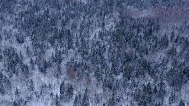 Beautiful panoramic landscape of winter forest — Stock Video