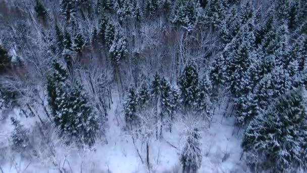 Повітряний Вигляд Польоту Над Зимовим Лісом Красива Панорама Засніженого Лісу — стокове відео