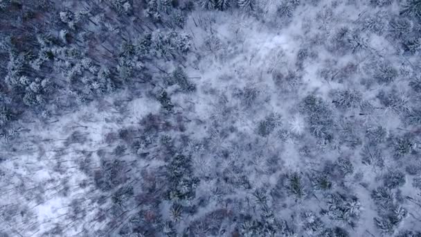 Lot Lotu Lotu Ptaka Nad Zimowym Lasem Piękna Panorama Śnieżnego — Wideo stockowe