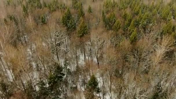 Αεροφωτογραφία Που Πετά Πάνω Από Τις Κορώνες Των Χειμερινών Δασικών — Αρχείο Βίντεο