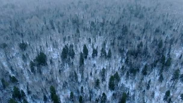 晴れた日には非常に重い雪の中で冬の森の木の冠の上を飛んで空中ビュー 美しい自然景観 — ストック動画