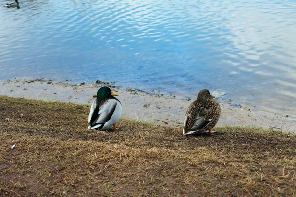 Patos Salvajes Caminan Cerca Lago Parque Ciudad Otoño — Foto de Stock