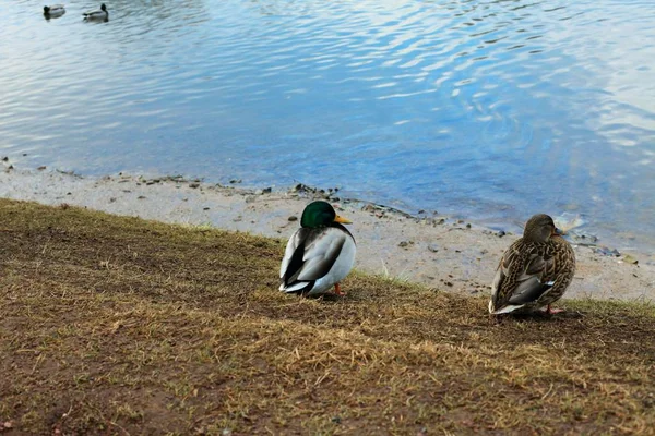 Patos Salvajes Caminan Cerca Lago Parque Ciudad Otoño — Foto de Stock