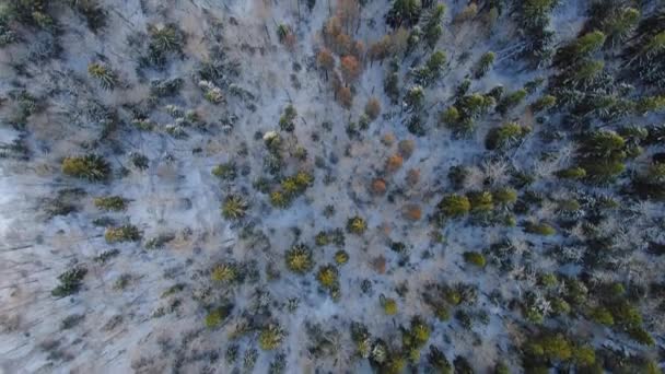 在阳光灿烂的冬季 高空飞越雪地森林中美丽的树木的空中风景 — 图库视频影像