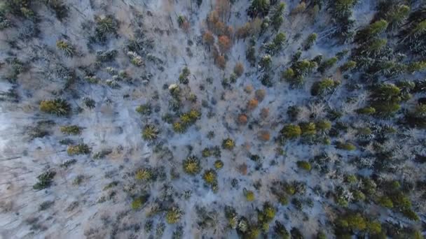 Aerial View Flying High Altitude Beautiful Trees Snowy Forest Winter — 비디오