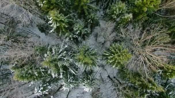 Luchtfoto Opstijgen Vanaf Bodem Boven Prachtige Bomen Besneeuwd Bos Winter — Stockvideo