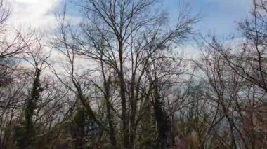 Güneşli bir günde açık panoramik deniz manzaralı ağaçların üzerinden hava manzarası yükselir..