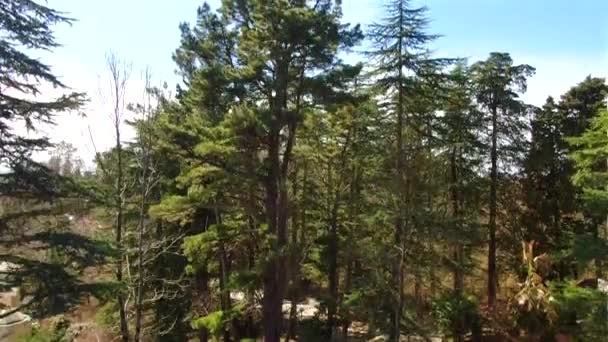 Vista Aérea Despega Sobre Árboles Con Vistas Panorámicas Mar Día — Vídeo de stock