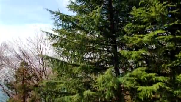 Vista Aerea Decolla Alberi Con Apertura Vista Panoramica Sul Mare — Video Stock