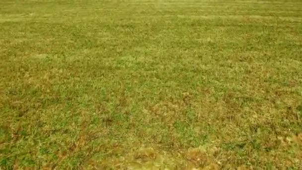 Flying Green Field Texture Shot Green Grass Background Drone — Stock Video