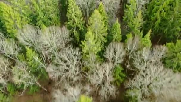 春の森の木々の冠を飛び越える ドローンからの自然の風景の美しい明るいパノラマ — ストック動画