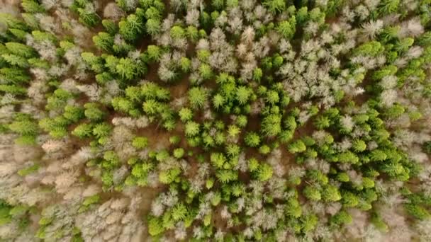 春の森の木々の冠を飛び越える ドローンからの自然の風景の美しい明るいパノラマ — ストック動画