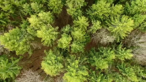 Vliegend Kronen Van Bomen Het Voorjaarsbos Prachtig Helder Panorama Van — Stockvideo