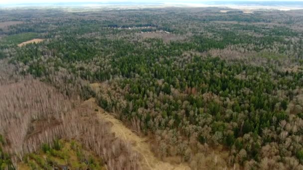 Létání Nad Korunami Stromů Jarním Lese Krásné Jasné Panorama Přírodní — Stock video