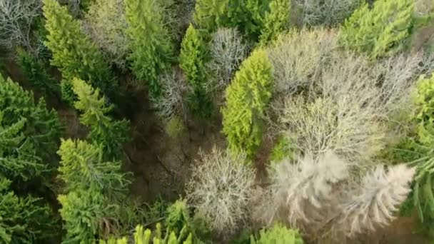 Survoler les cimes des arbres dans la forêt printanière. Beau panorama lumineux du paysage naturel du drone 