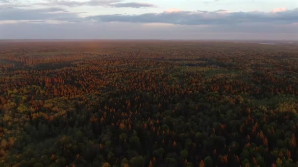 在落日的余晖中 在森林上空高空飞行 美丽多彩的野生动植物全景 — 图库视频影像