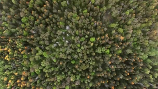 Létání Vysoké Výšce Nad Lesem Paprscích Zapadajícího Slunce Krásná Barevná — Stock video