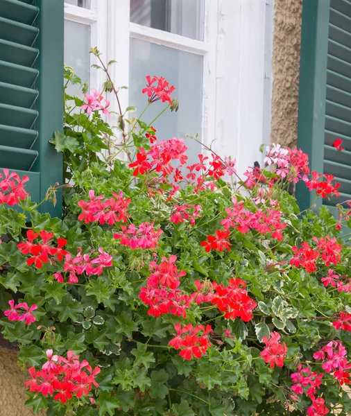 Kırmızı çiçek çiçeklenme