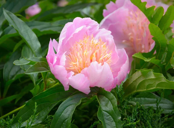 Licht roze bloem van een pioenroos — Stockfoto