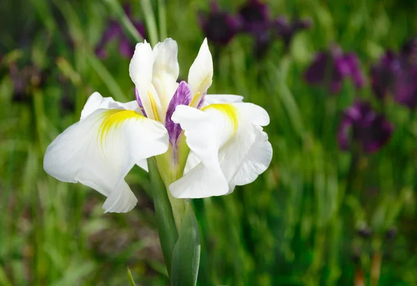 Iris of white color — Stock Photo, Image