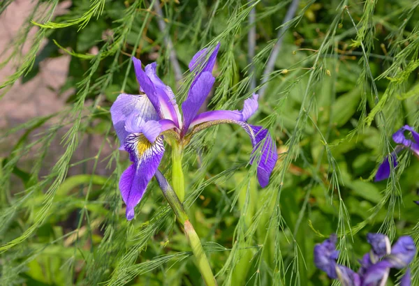 Iris yeşil bir arka plan üzerinde