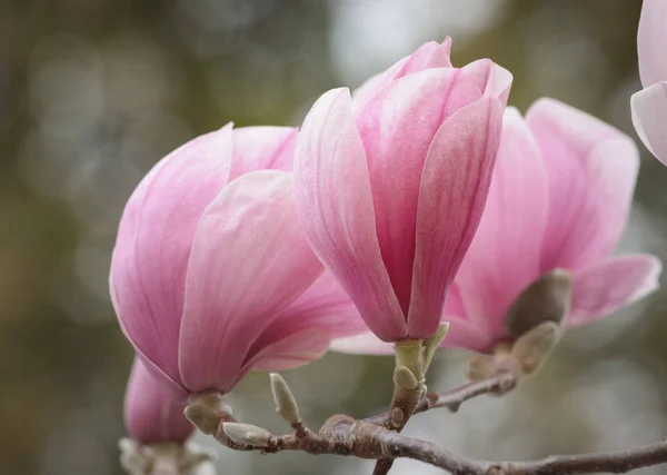 Pink flower of a magnolia — Stock Photo, Image