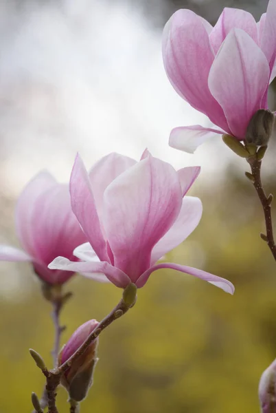 The flowers blossoming magnolias — Stock Photo, Image