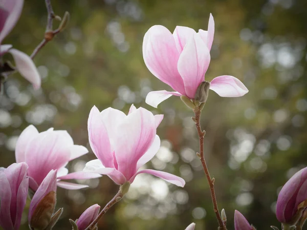 Flowers of the blossoming magnolia — Stock Photo, Image