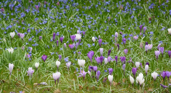 Glade of white and violet crocuses — Stock Photo, Image