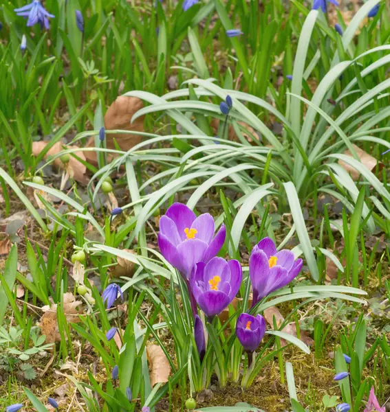Several violet crocuses — Stock Photo, Image