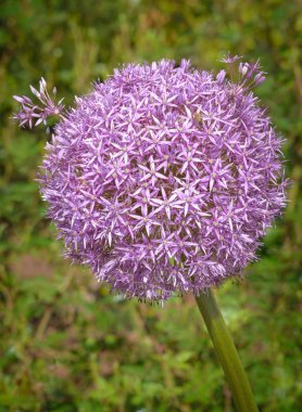 Allium aflatunense önümüzdeki