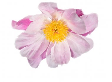 Açılan peony çiçek