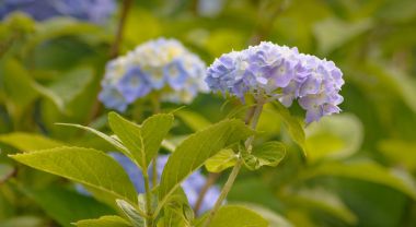 Bir leylak ortanca önümüzdeki