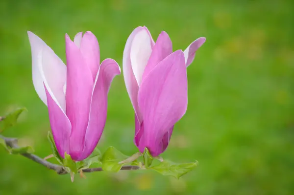 Two flowers of a magnolia pink — Stock Photo, Image