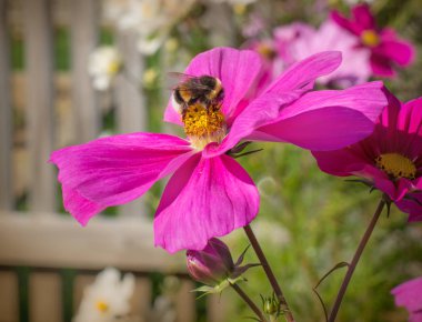 Pembe bir çiçekte yaban arısı